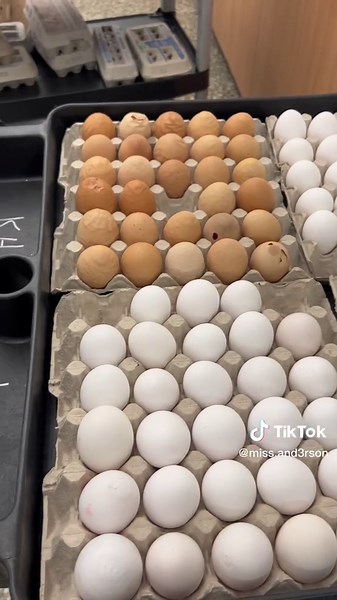 Poultry Judging Clinic!! We learned SO much about how to judge carcasses, eggs and cooked chicken! Always a fun adventure ! #teachagriculture #studentteacher #chicken