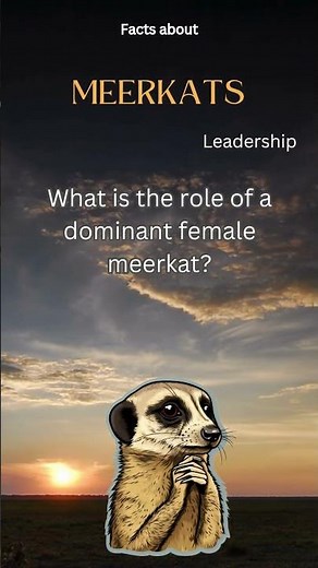 Meerkat Fact 33 - What is the role of a dominant female meerkat?