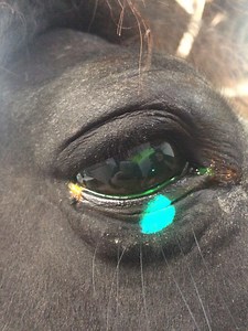 Equine Eye Ulcers: "It Covered Almost the Entire Width of His Eyeball"
