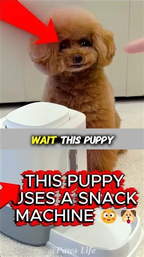 This Puppy Fixed the Snack Machine Himself 😳🐶 #shorts
