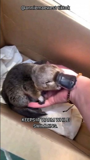 Meet the Platypus: Australia’s Most Unique Creature