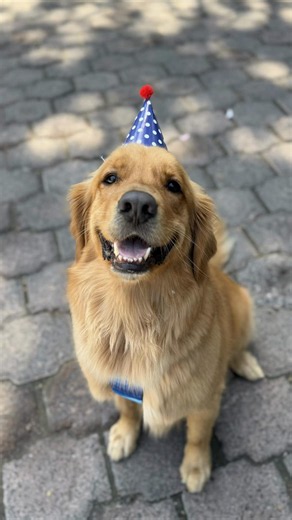 Cumple 12 de Toya: fiesta y momentos chistosos con golden retriever
