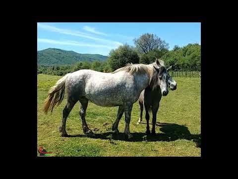 The Horse Ethogram: allogrooming or autogrooming?