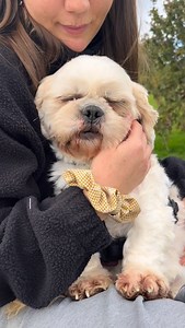 Mischievous Shih Tzu lovers ... this one is for you!!!💓 This is Mason. He’s 3 years old and has been at the rescue for almost 7 months now after spending his whole life being used as a stud dog. He arrived in an absolutely awful condition, both physically and mentally, and l’m honestly really surprised by how much he’s opened his heart to us🥺 He didn’t want anything to do with humans at first .. probably because he had never been shown a kind hand before .. but it didn’t take him long at all t