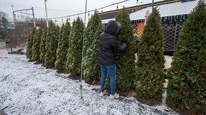Can trees really explode from the cold? Here's what experts say