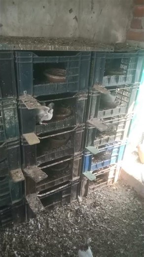 ये कबूतर का बच्चा अभी निकला है देखो #pigeon #baby