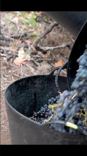 🍇 RAISINS: When Grapes Begin Their Transformation
