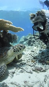 This adorable turtle knows the importance of self-care, giving its shell a little scratch to keep it clean and shiny. Even in the depths of the ocean, these gentle creatures remind us of the simple joys of taking care of ourselves. 🐢✨ #SelfCareUnderTheSea #AdorableTurtle 📷 Shannon Myers https://www.instagram.com/dive_down_under/ ♡ www.divingspecials-shop.com for scuba maniacs and ocean lovers ♡ | Diving Specials Shop
