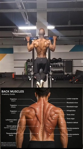 back muscles anatomy 📈 #youtube #youtubeshorts #youtuber #youtubeshort #youtubevideo #shorts