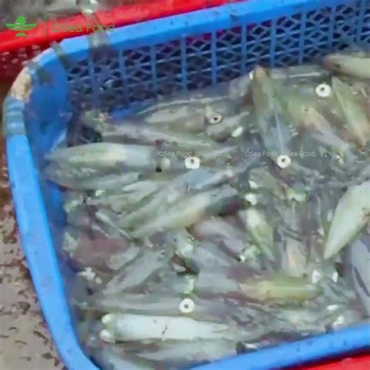 Đủ size mực ống câu – chọn sao cũng ngon