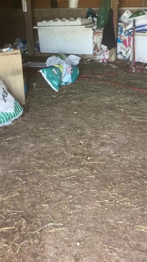 Just a normal day in the barn.....crazy goat#cutebabygoats #babygoatsoftiktok #fyl