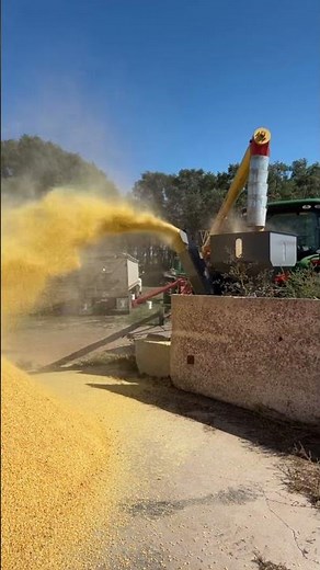 Really wet corn for cattle feed