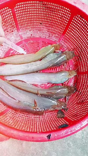 Md ibrahim on TikTok