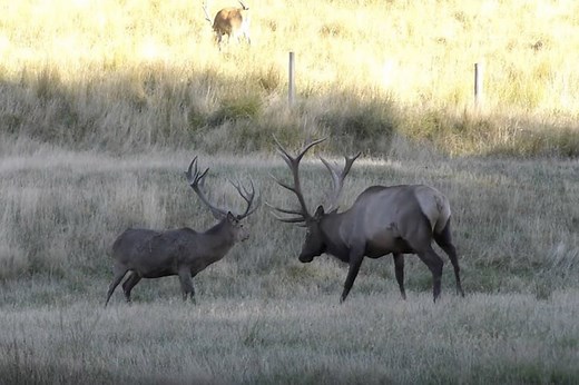 Bull Elk vs. Red Stag: The Differences Between Two Premier Game Animals