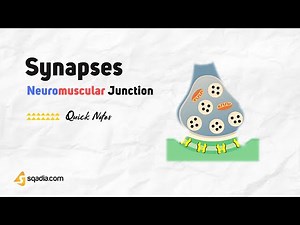 Neuromuscular Junction | Synapses