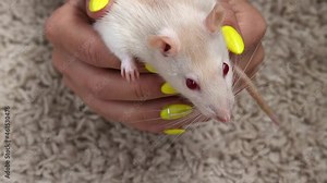 A white rat with red eyes sits in female hands. Domestic decorative albino rat very close-up.