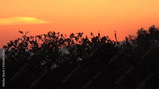 Sunset time lapse behind bushes, orange clouds glow as daylight shifts into nightfall. Evening sun drops past shrubs, amber heavens dim to darkness in a calm natural transition clip.