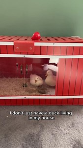 Sugar’s still living in the house, but now Mr. Whip has joined her! 🪿 🦆 Duck diapers are from @mypetducks Big Red Barn is from @rentacoop #DunkinDucks #Ducks #PetDucks #CallDucks #FarmAnimals #HouseDucks #BackyardDucks | Dunkin Ducks