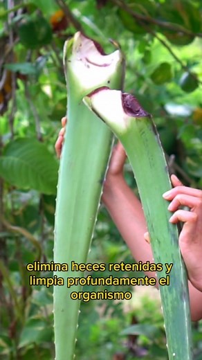 ¿Qué pasa si consumes aloe vera oralmente? El Aloe Vera o penca de sabila tiene la capacidad de regenerar la mucosa del colon. Favoreciendo el equilibrio de la flora intestinal. Estimular las distintas glándulas digestivas, mejorando el funcionamiento de los intestinos, el estómago y otros órganos encargados de la digestión, como el hígado y la vesícula biliar. 👉 Encuentra en mi canal de YouTube : MONTE SIENTO VIVO Una receta con aloe vera para la desintoxicación del Colón y organismo en genera
