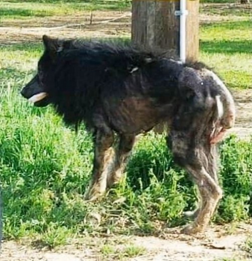 203K views · 1.7K reactions | This “werewolf” stood by the side of the road for several months and nobody dared to approach him. His skin was hard and scaly, his tail was pointy and broken. What was left of his black fur was tattered and stood straight up on his neck. The dog probably hadn’t eaten a proper meal in weeks, and he could barely walk – but then a stranger decided to act... Check the first comments to see an amazing transformation  | Everything about life | Facebook