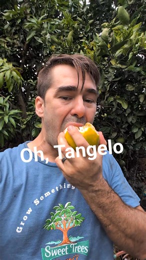 Juicy AF. Tangelo has become one of my favorite citrus, mostly as a sliced treat or a fresh juice... You can't beat picking off your tree and eating the fruit you grew in your backyard b Yum! #tangelo #citrus #urbanfoodforest #hawaii#hawaiilife | Sweet Trees Hawaii