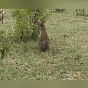Hyena Kills Hyena - Not For Sensitive Viewers | Daily Reptile