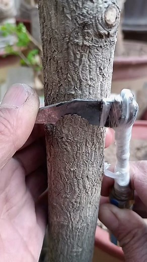 plants garden on TikTok