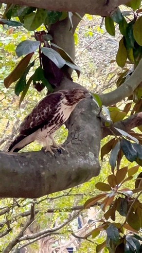 Hawk Takes Off and Nearly Hits Us! 😳 | Forsyth Park, Savannah #hawk #birds #birdwatching