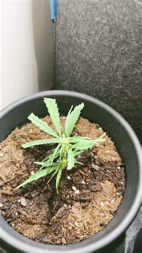 Took a clone off the clone #clone #grow #garden #trending