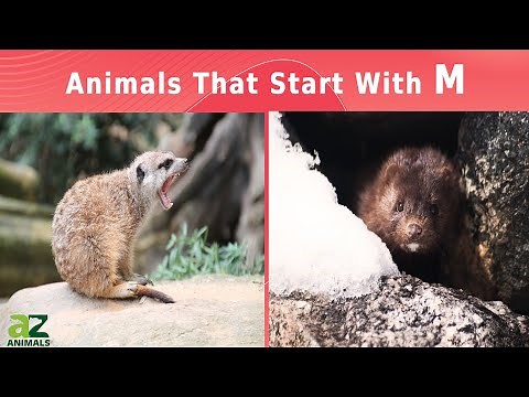 Animals That Start With The Letter M: Listed With Facts