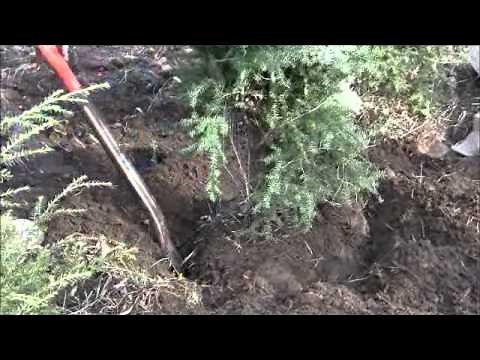 How To Dig and Plant a Live Christmas Tree