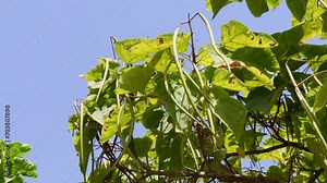 Bright green Catalpa tree leaves and seed pods in the garden in summer