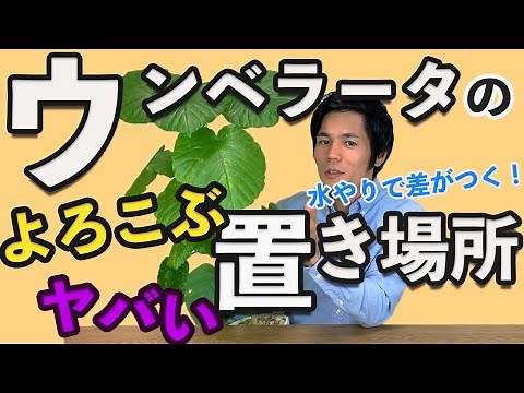 [Houseplants] How to grow umbrella trees