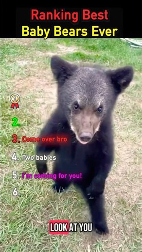 Ranking Best Baby Bears ever 1 to 6 #babybears #viralshorts