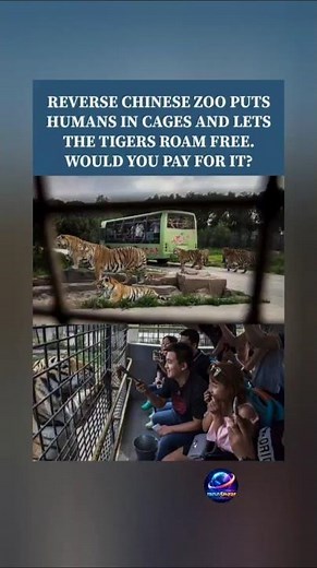 Inside China’s Massive Siberian Tiger Park Where Visitors Ride in Caged Buses 🐅😳 #viral #trending