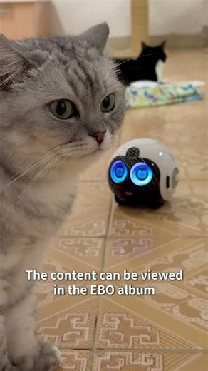 EBO Max Tutorial | Pet Companionship