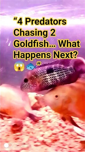 “2 Goldfish vs 4 Hungry Predators… Watch What Happens 😱🐟”