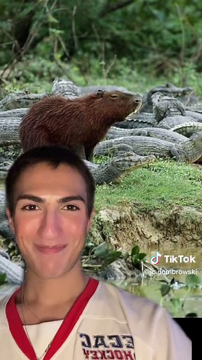 Capybara and Guinea Pig Friendship Explained