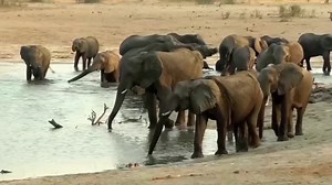 Zimbabwe to cull 200 elephants to feed people left hungry by drought