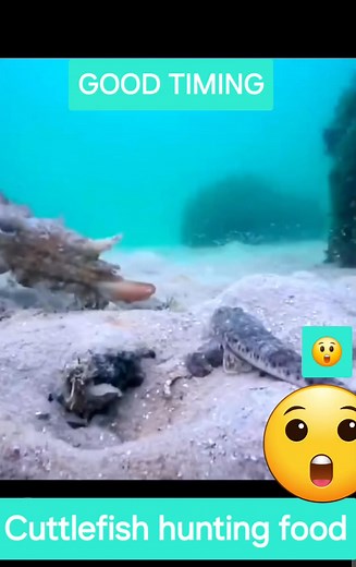 STRENGTH AND GOOD TIMING 👍 CUTTLEFISH HUNT FOR A FOOD👍😲😬 Cuttlefish bones have been harvested and used for centuries for many different purposes, including in the jewellery-making and carving industries and even formerly as an additive in toothpaste! Nowadays, cuttlefish bones are most commonly used as a dietary supplement for pets #reelsviralシ #highlightseveryonefollowers2025 #everyonehighlights | All about Animals