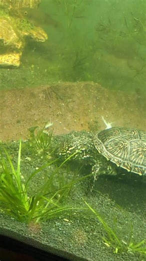 Don't fail, eat the snail #turtle #reptiles #memes #yousayrun #pets