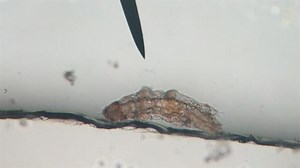 Tardigrades, Shrimp, and Other Extreme Life-Forms