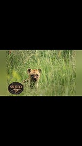 Every day we watch Lucy and Luna grow, and every day they surprise us a little more. What started as two tiny hyena sisters with uncertain futures has turned into a bond so strong, it radiates through their playful bush walks. These walks aren’t just for fun — they’re a way for them to sharpen instincts, learn the sounds and smells of the wild, and adapt to a life beyond captivity. Our dream? To see them one day free, living wild and thriving in nature where they belong. It’s a dream that’s neve
