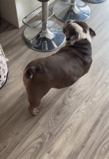Bella Bulldog is having BABIES whoop