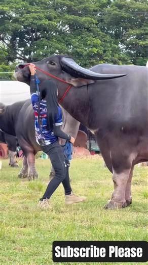 Heavy Duty 💪 #cow #aicow