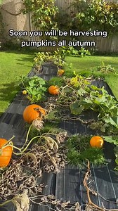 Howto grow your own pumpkin patch at home 🌱🎃☀ #harvest #growyourownfood #organic #planttiktok #garden #gardening | TheGarden