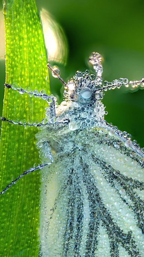 Alien-like butterfly 🦋 #cuteanimals #animalsoftiktok #naturetiktok #fy