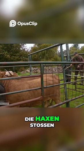 Traktor Umbau So gelingt das Kuhumzug Abenteuer! | Warth