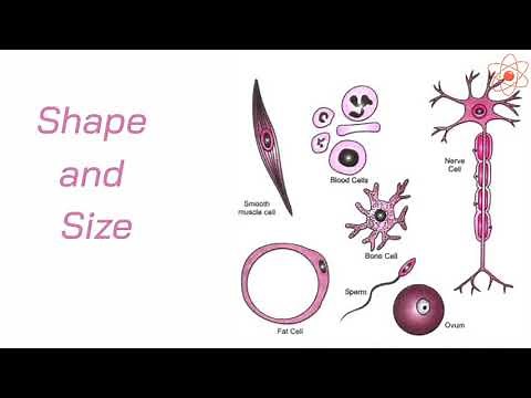 Cell || Shape and Size of the cell
