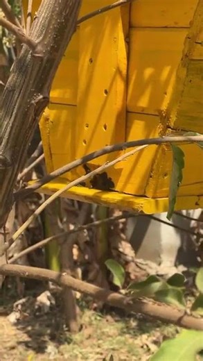 painting hives will not discourage bees from colonizing your hive..